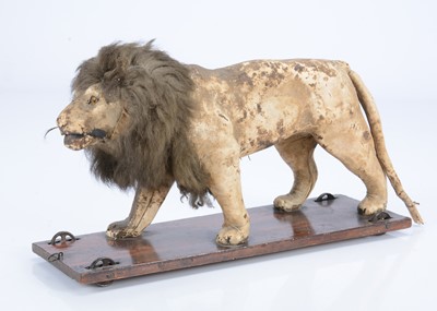 Lot 26 - An 19th century skin covered nodding lion on wheels