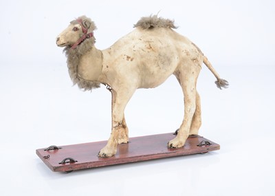 Lot 27 - An 19th century skin covered nodding camel on wheels