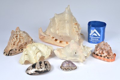 Lot 34 - Collection of about 13 seashells, conches