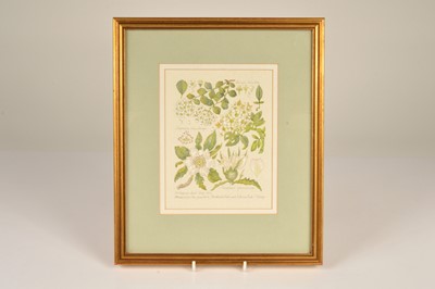 Lot 199 - H Chapman British 20th century, Botanical watercolour
