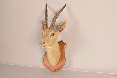 Lot 352 - Taxidermy