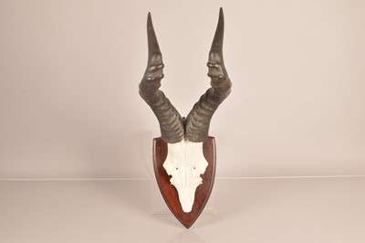 Lot 353 - Taxidermy