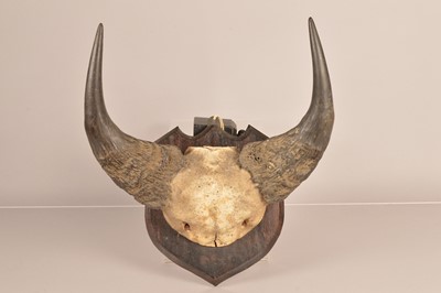 Lot 354 - Taxidermy