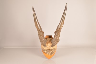 Lot 355 - Taxidermy