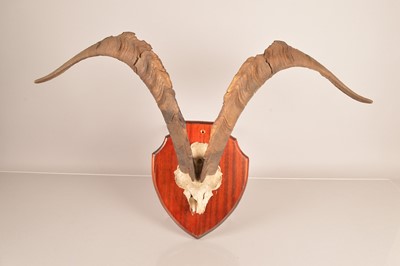 Lot 356 - Taxidermy