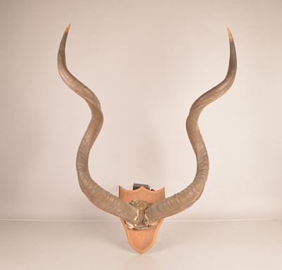 Lot 357 - Taxidermy