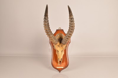 Lot 358 - Taxidermy