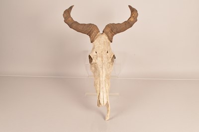 Lot 359 - Taxidermy