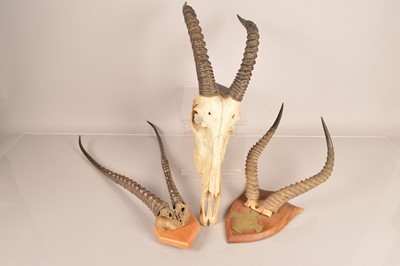Lot 360 - Taxidermy