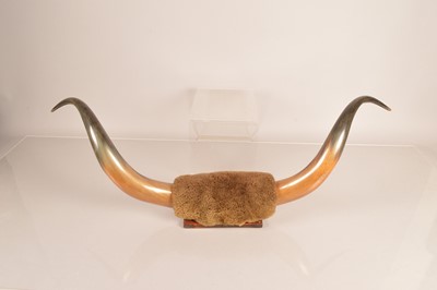 Lot 361 - Taxidermy