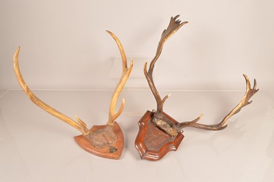 Lot 362 - Taxidermy