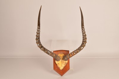 Lot 363 - Taxidermy