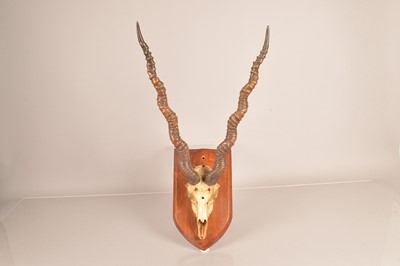 Lot 364 - Taxidermy