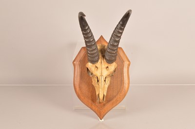 Lot 366 - Taxidermy