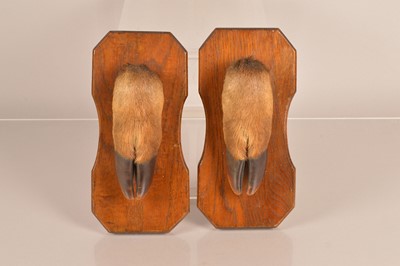 Lot 367 - Taxidermy