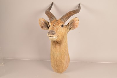 Lot 368 - Taxidermy