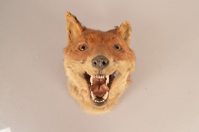 Lot 369 - Taxidermy
