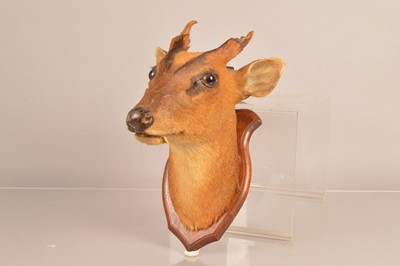 Lot 370 - Taxidermy