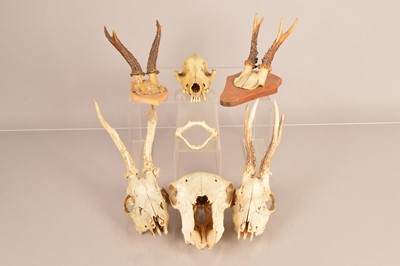 Lot 371 - Taxidermy