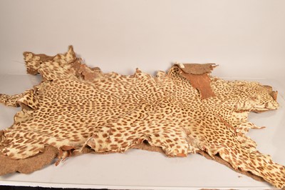 Lot 372 - Taxidermy