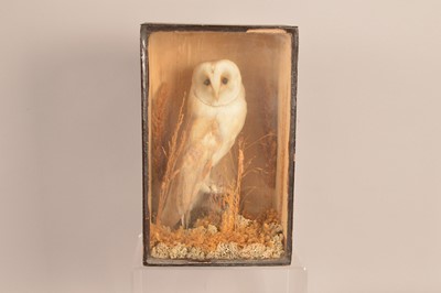 Lot 375 - Taxidermy