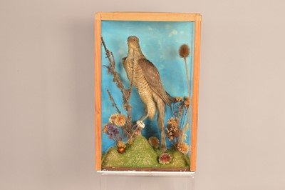 Lot 376 - Taxidermy