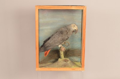 Lot 377 - Taxidermy
