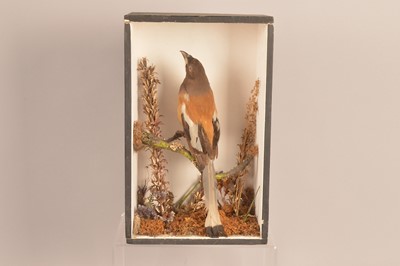 Lot 378 - Taxidermy