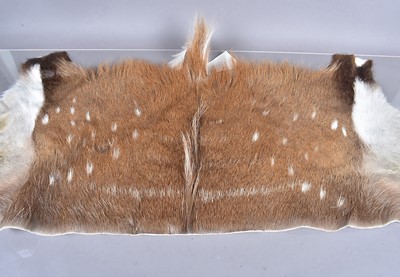 Lot 383 - A Bush Buck Back skin