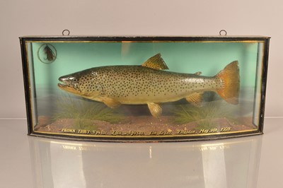 Lot 389 - Taxidermy