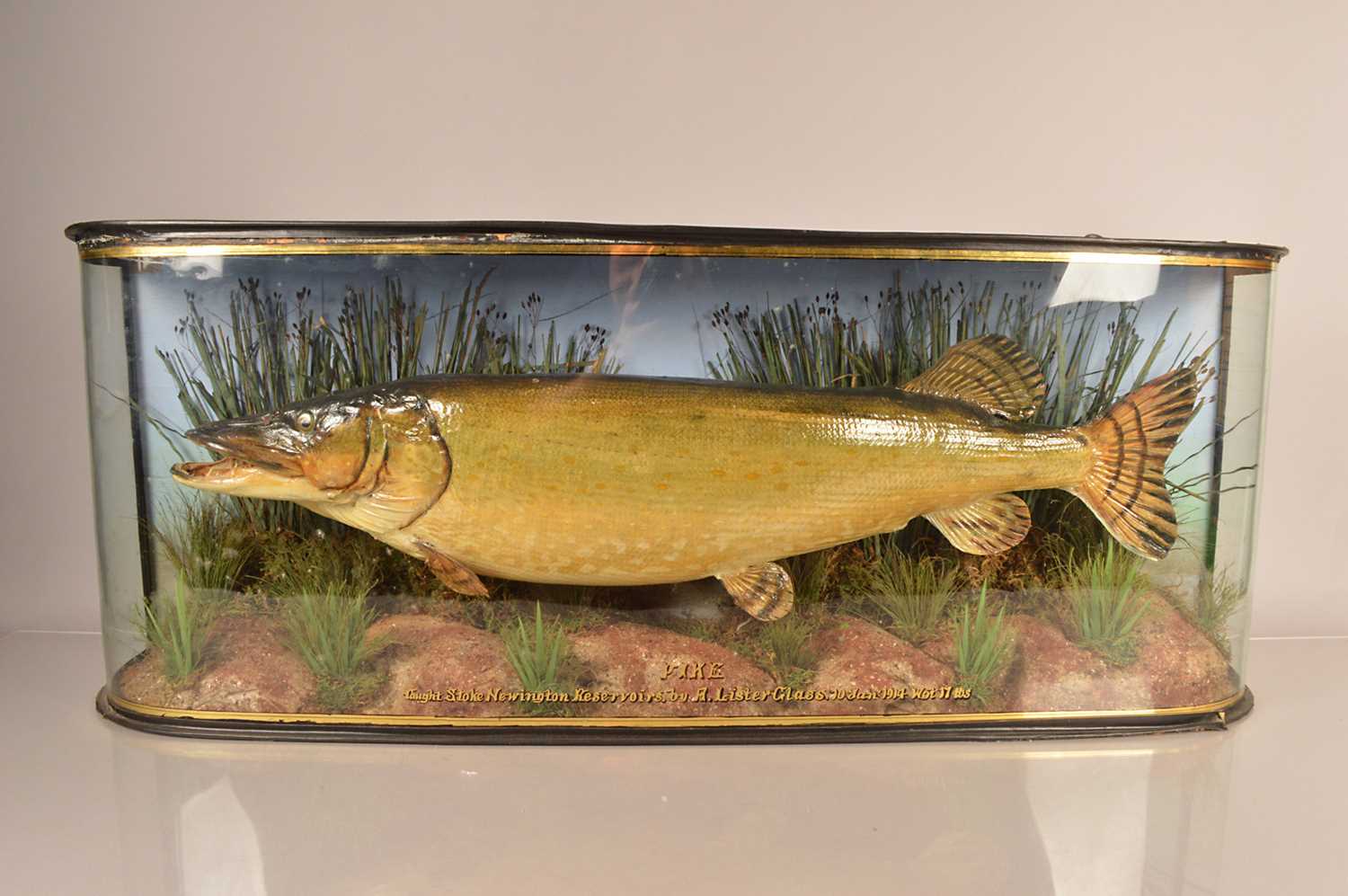 Lot 390 - Taxidermy