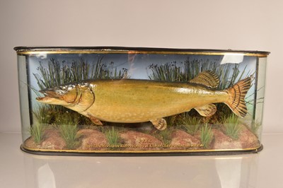 Lot 390 - Taxidermy