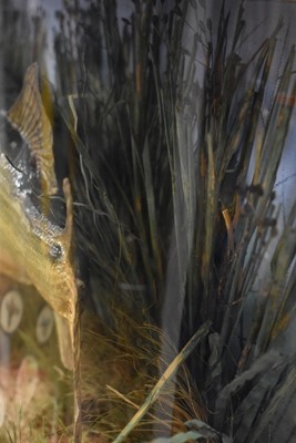 Lot 390 - Taxidermy