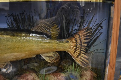 Lot 390 - Taxidermy