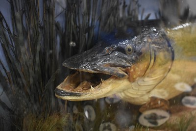 Lot 390 - Taxidermy