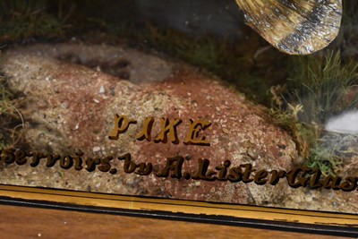 Lot 390 - Taxidermy