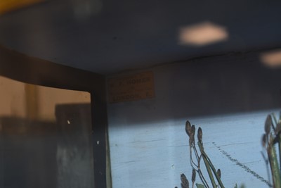Lot 390 - Taxidermy