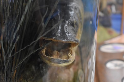 Lot 390 - Taxidermy