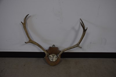 Lot 64 - A 1920s pair of deer antlers mounted on oak panel