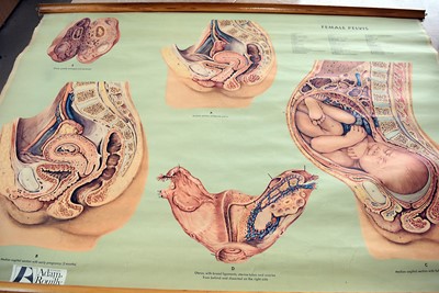 Lot 60 - An assortment of Medical posters
