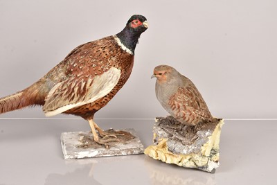 Lot 224 - Taxidermy