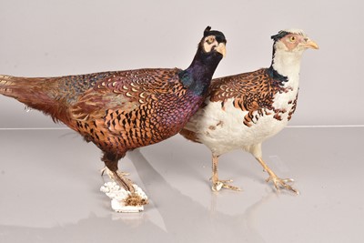 Lot 225 - Taxidermy