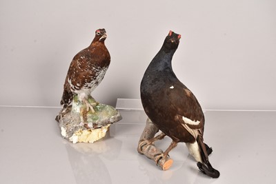 Lot 226 - Taxidermy