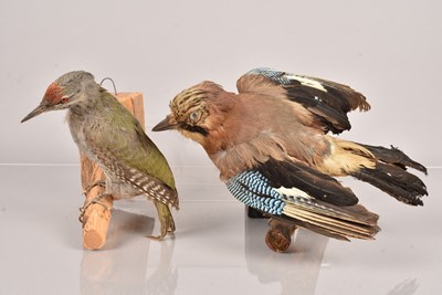 Lot 227 - Taxidermy