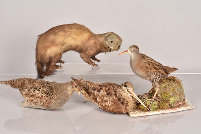 Lot 228 - Taxidermy
