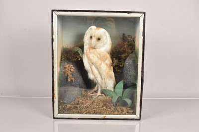 Lot 230 - Taxidermy
