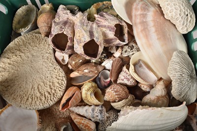 Lot 233 - A small selection of shells and corals