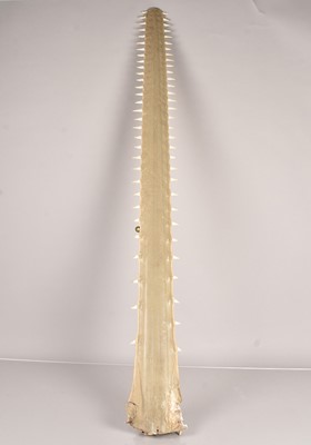 Lot 237 - A Sawfish Rostrum/Bill
