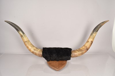 Lot 239 - A pair of Buffalo horns