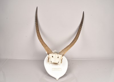 Lot 245 - Waterbuck Antelope